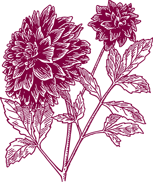 Carnation Flower Tattoo Designs