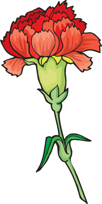 Carnation Clipart Clipart