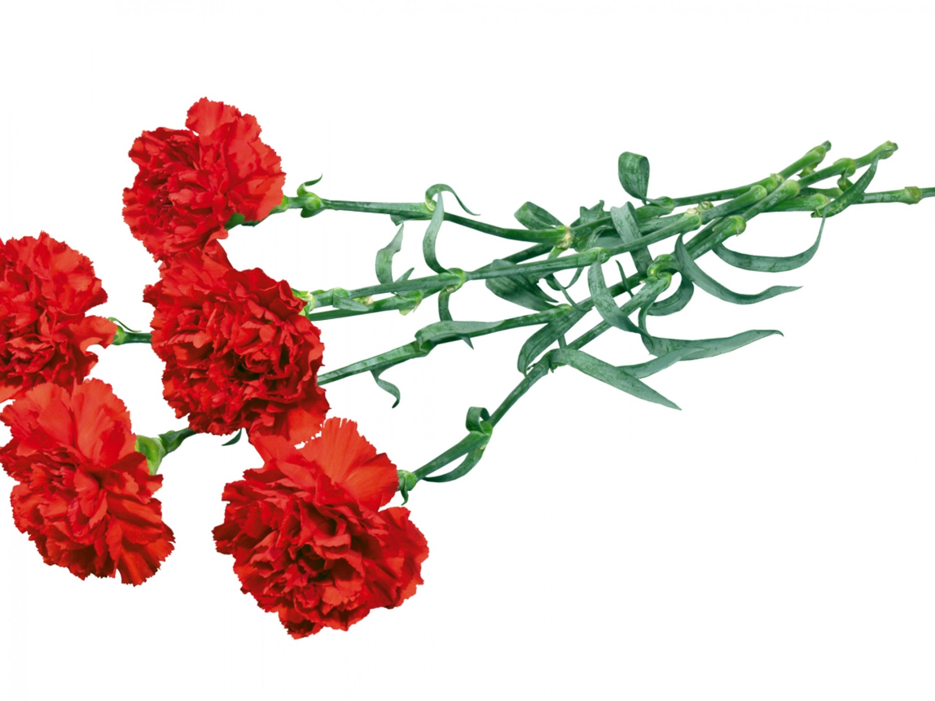 Flower Clipart Bouquet Of Red Carnations : Wallpapers13