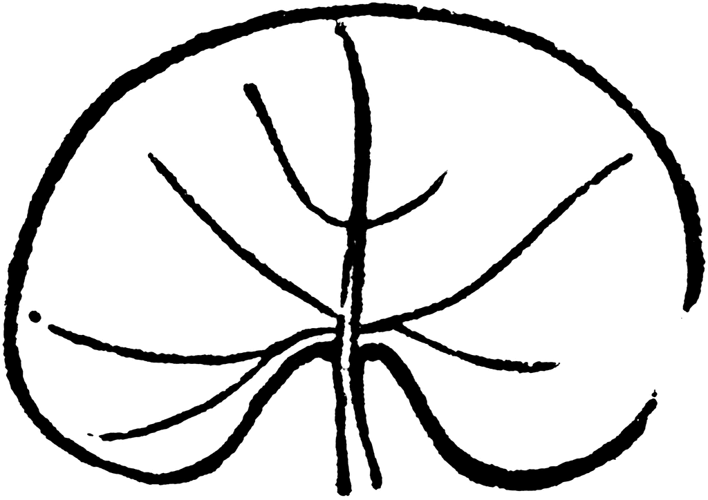 kidneys clipart black and white tree