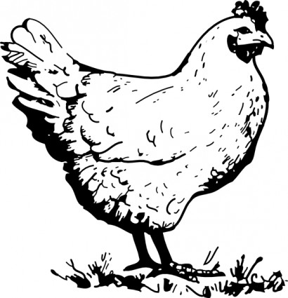 Chicken clipart vector