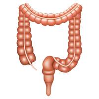 Large intestine Vector Image