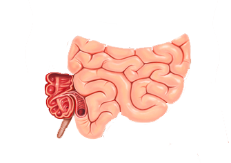 Clipart large intestines ith transpartent background