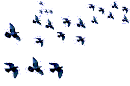 flying birds animated gif - Clip Art Library