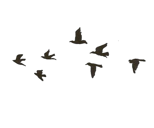 Free Flying Bird Gif Transparent, Download Free Flying Bird Gif Transparent  png images, Free ClipArts on Clipart Library
