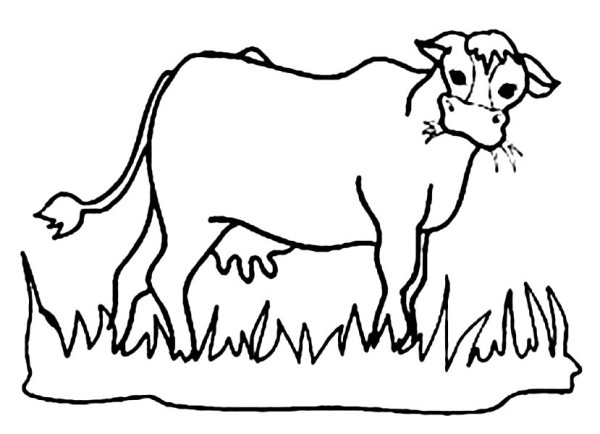 Hungry Cow Eating Grass Coloring Page