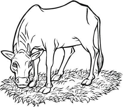 Black cow eating grass clipart