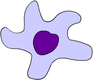 Macrophage Picture - Clip Art Library