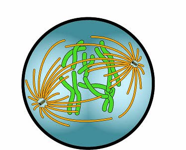 Biology : mitosis_AA : Classroom Clipart