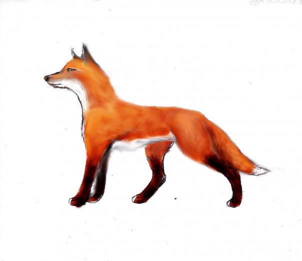 Easy Red Fox Drawings How to draw a red fox.