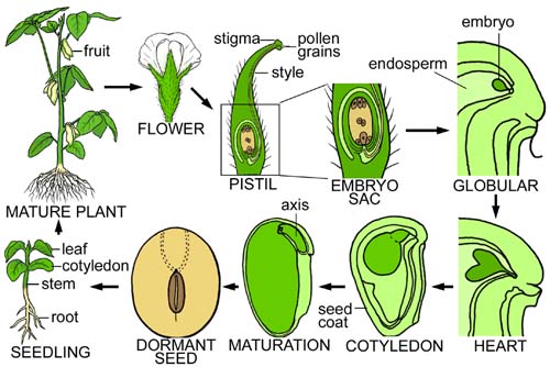 Stages Of Growing Clipart
