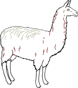Llama Head Clipart 44001