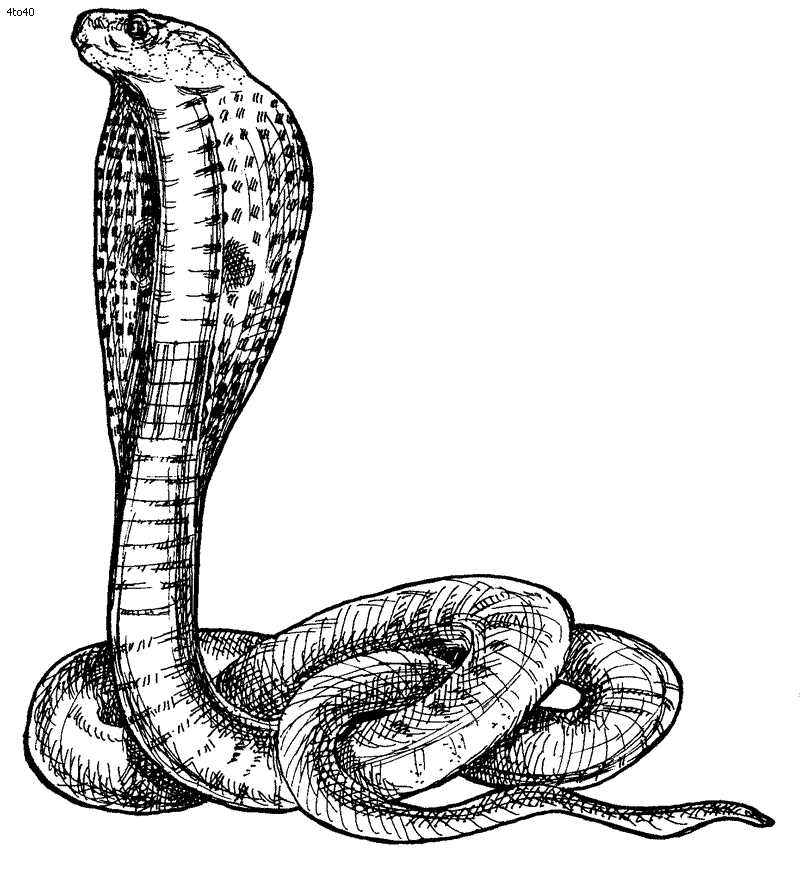 Snake black and white cobra clipart black and white free image