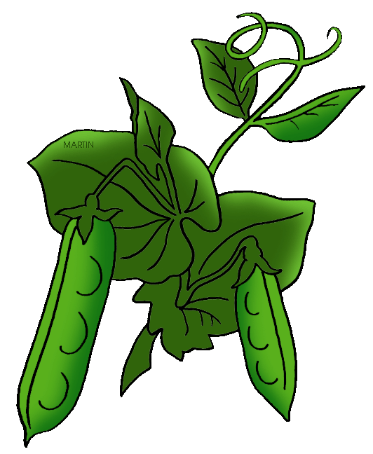 Pea plant clipart