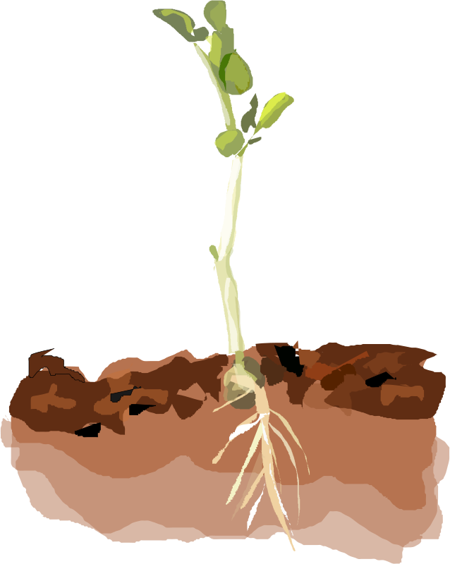 Pea plant clipart