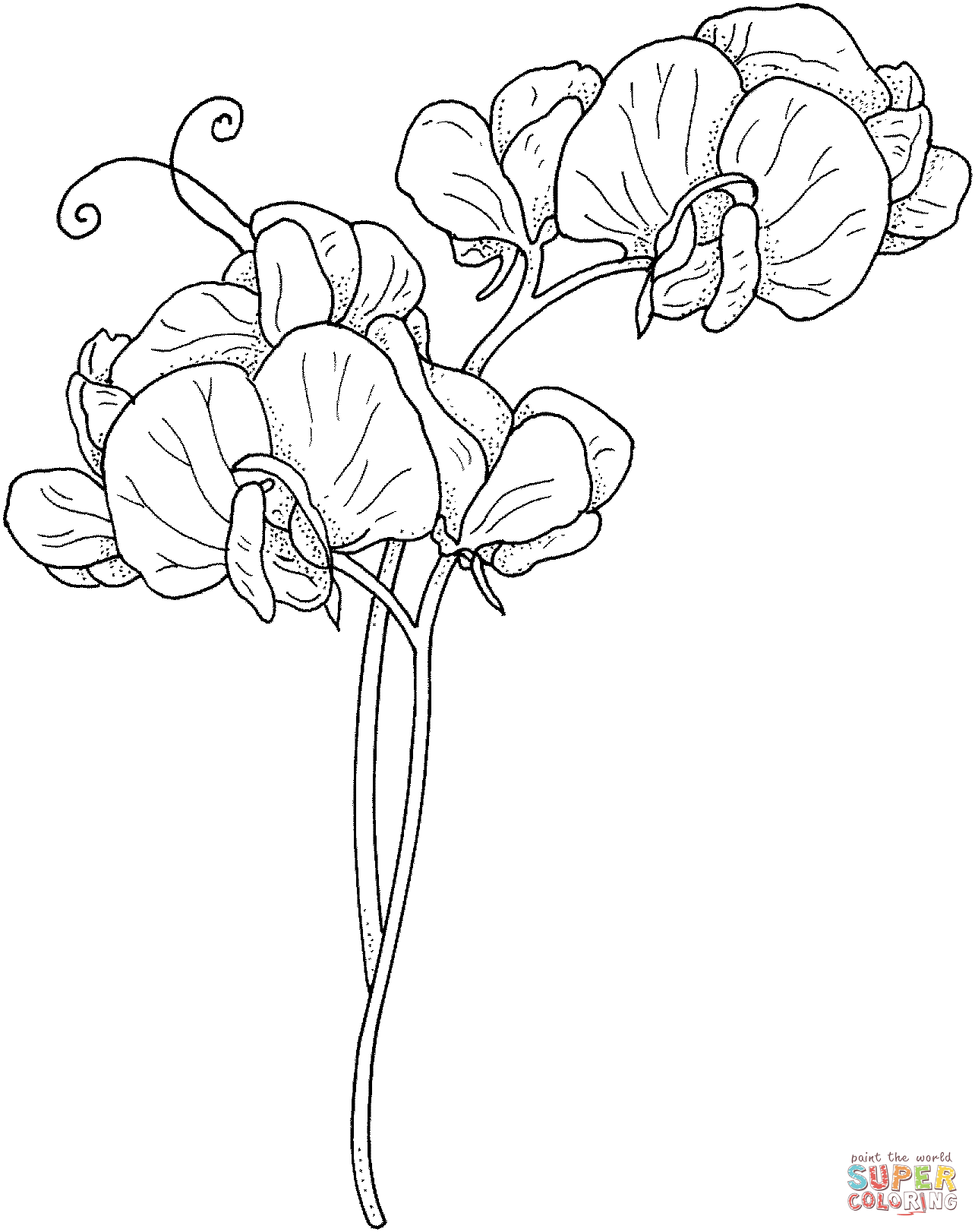 Sweet Pea Vine coloring page