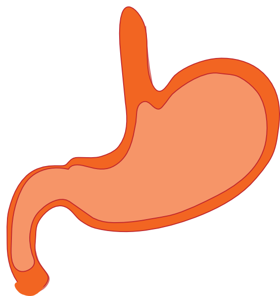 Stomach cliparts