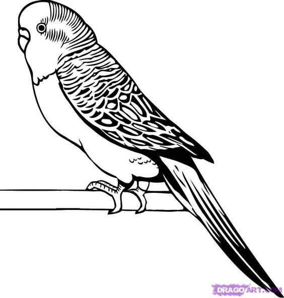 Free Angry Parakeet Cliparts, Download Free Angry Parakeet Cliparts png