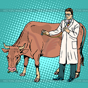 Veterinarian examines cow farm animal medicine
