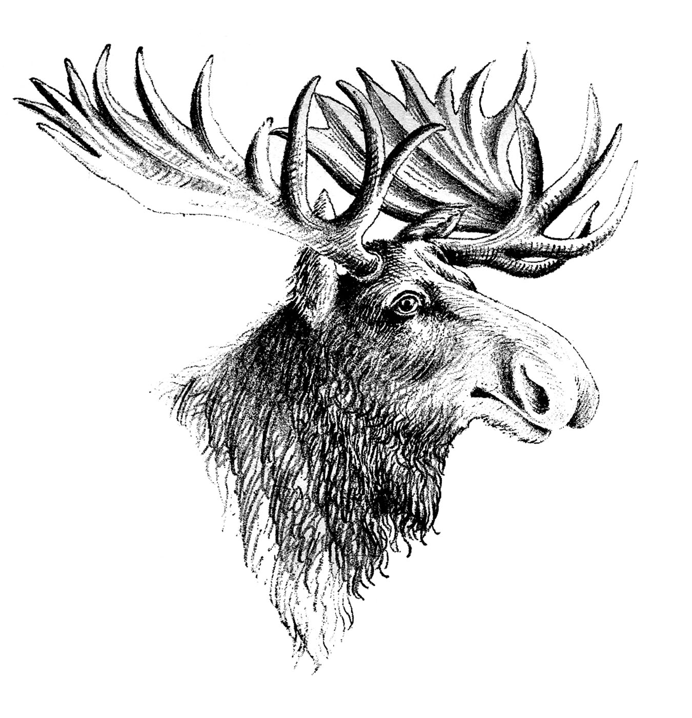 Moose head clipart black and white