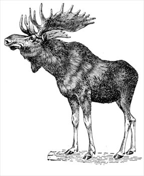 Moose