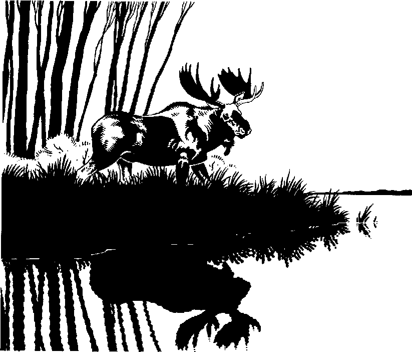 Moose Clipart Black And White 91990