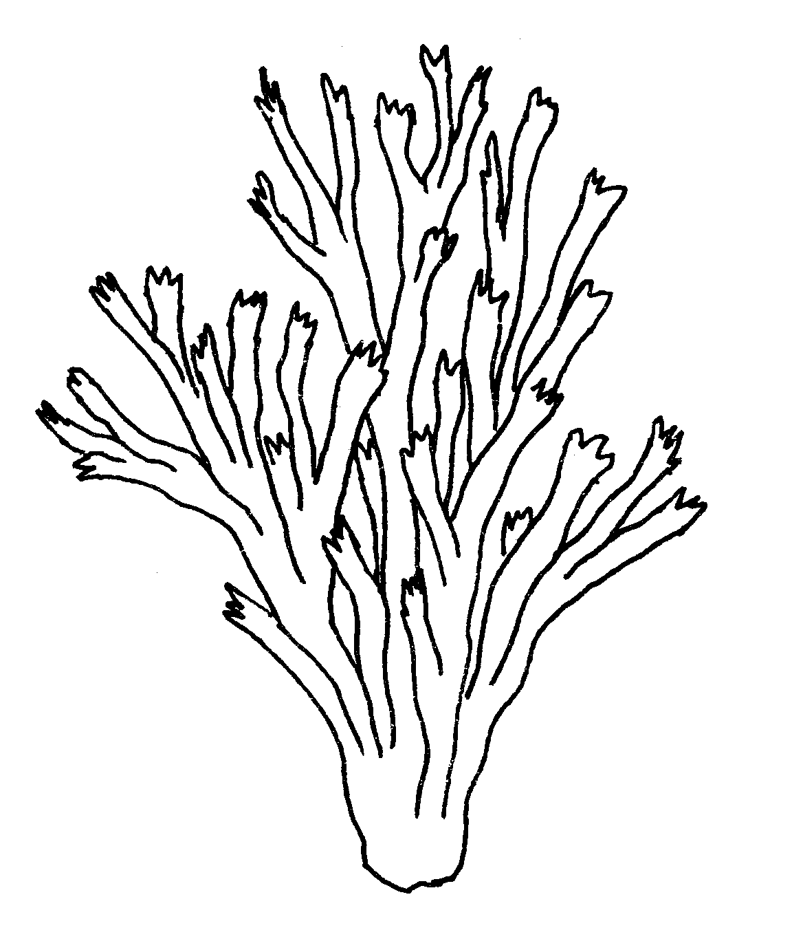 Coral reef drawing