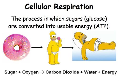 What Is Cellular Respiration Simple Definition