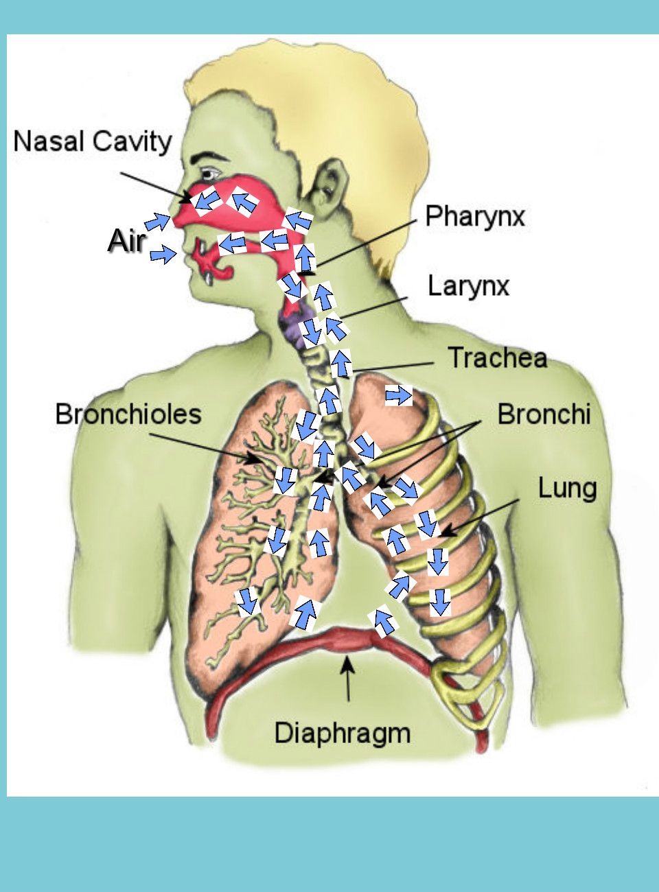 Labeled Respiratory System Diagram For Kids - Diagramaica