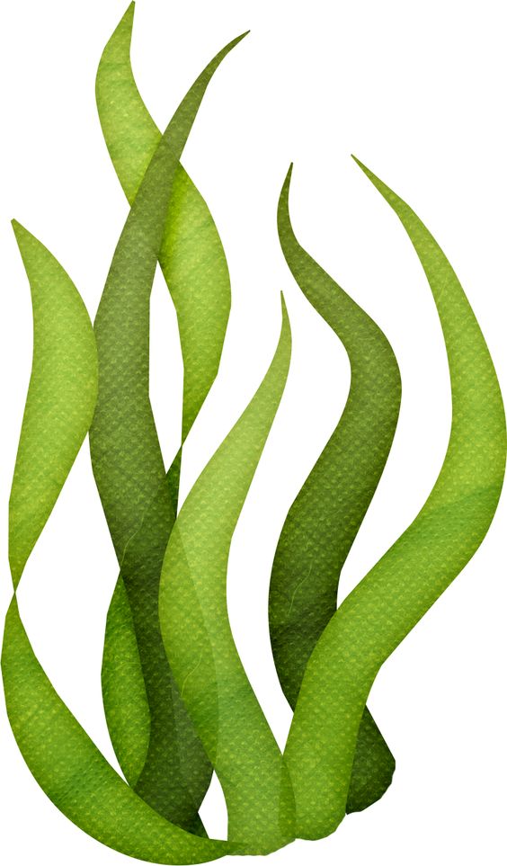 Free Ocean Algae Cliparts, Download Free Ocean Algae Cliparts png