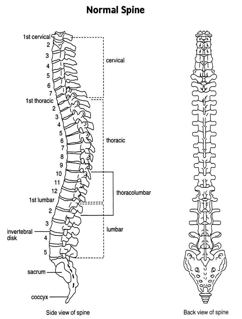 free-spinal-cliparts-download-free-spinal-cliparts-png-images-free