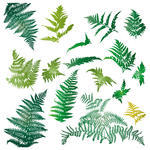 Dense Thickets of Ferns and Vines IN The Jungle stock vector
