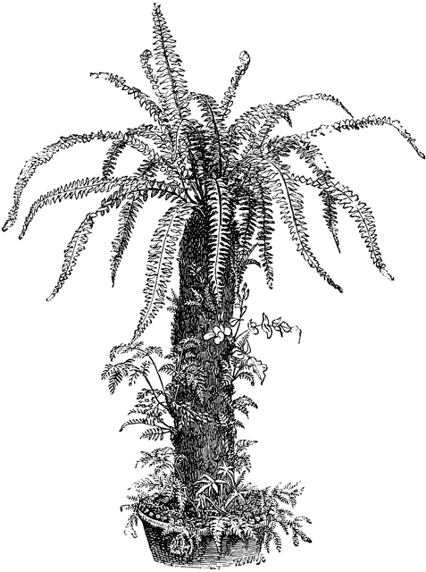 Dead Tree Fern, Decorated with Ferns