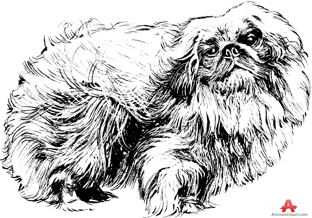 Pekingese Dog Drawing Clipart