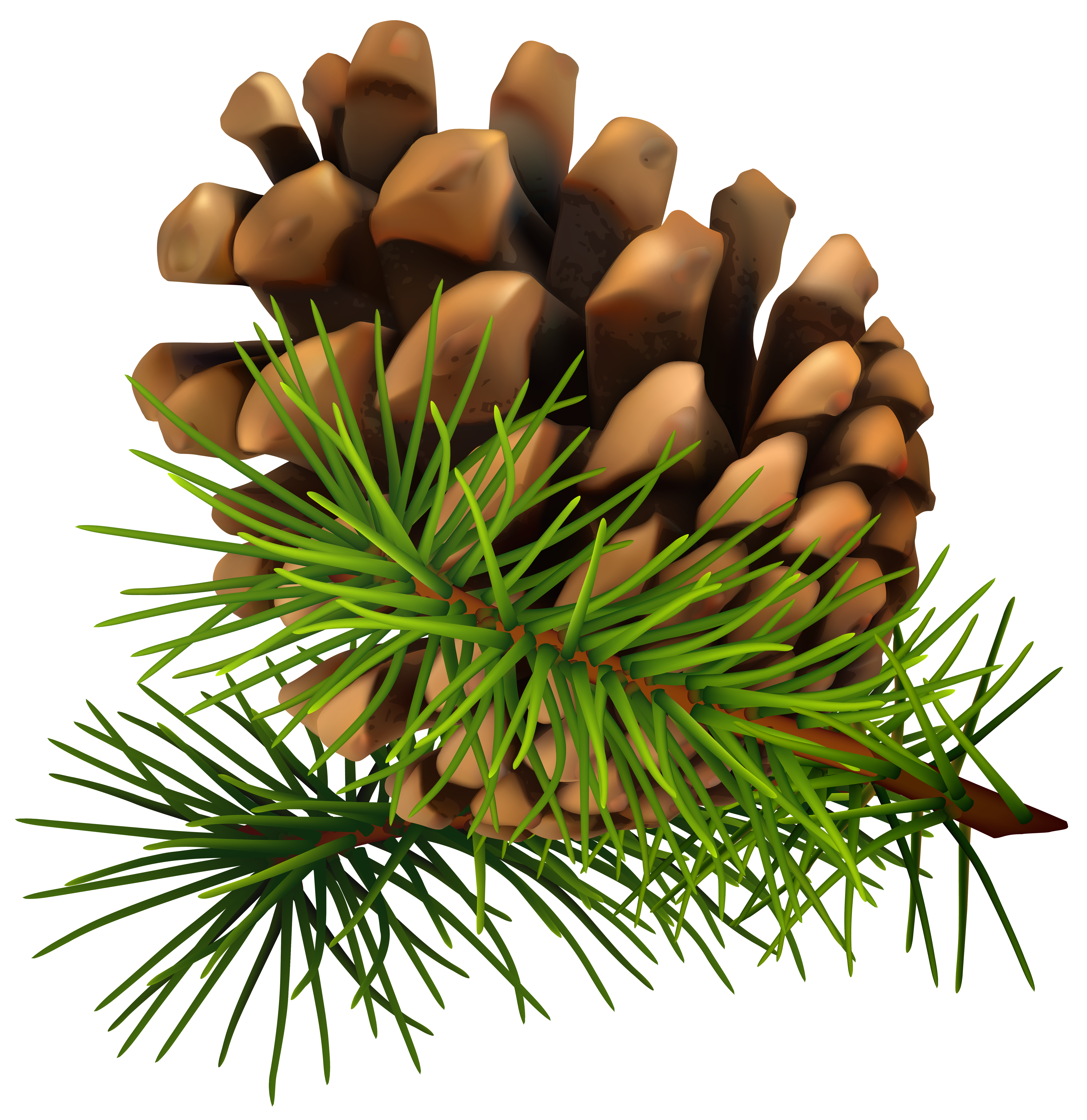 Pine Cone PNG Clip