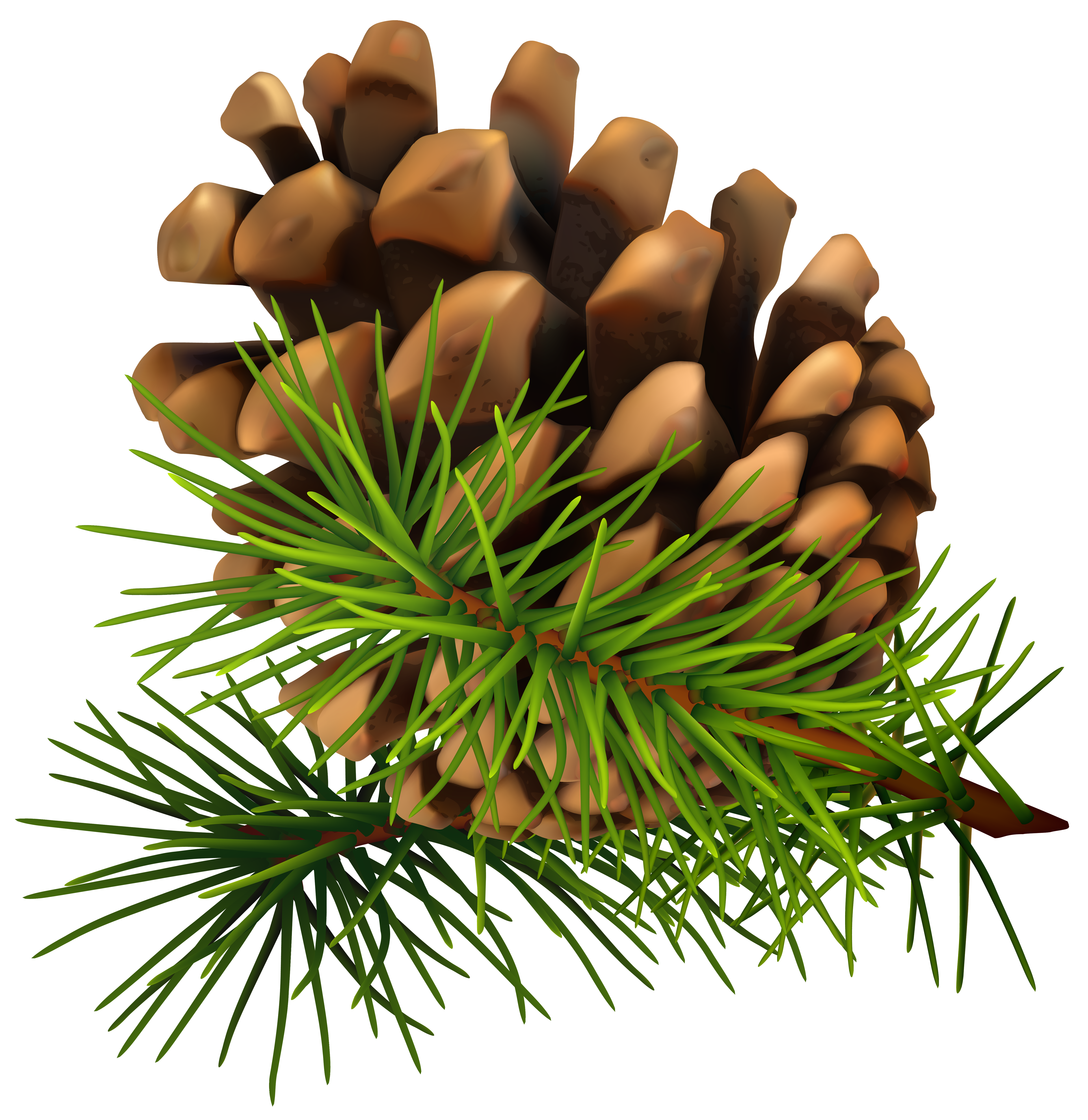 Free Pinecone Cliparts, Download Free Pinecone Cliparts png images