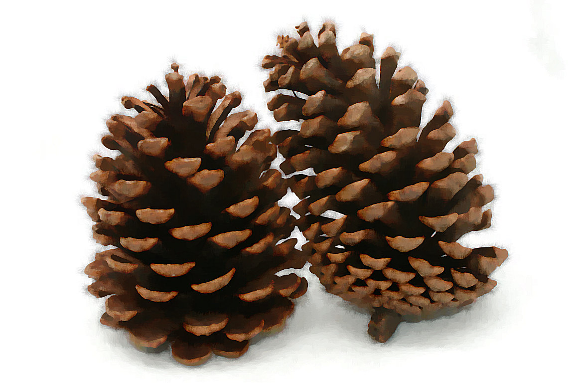 Pine Cones in Art