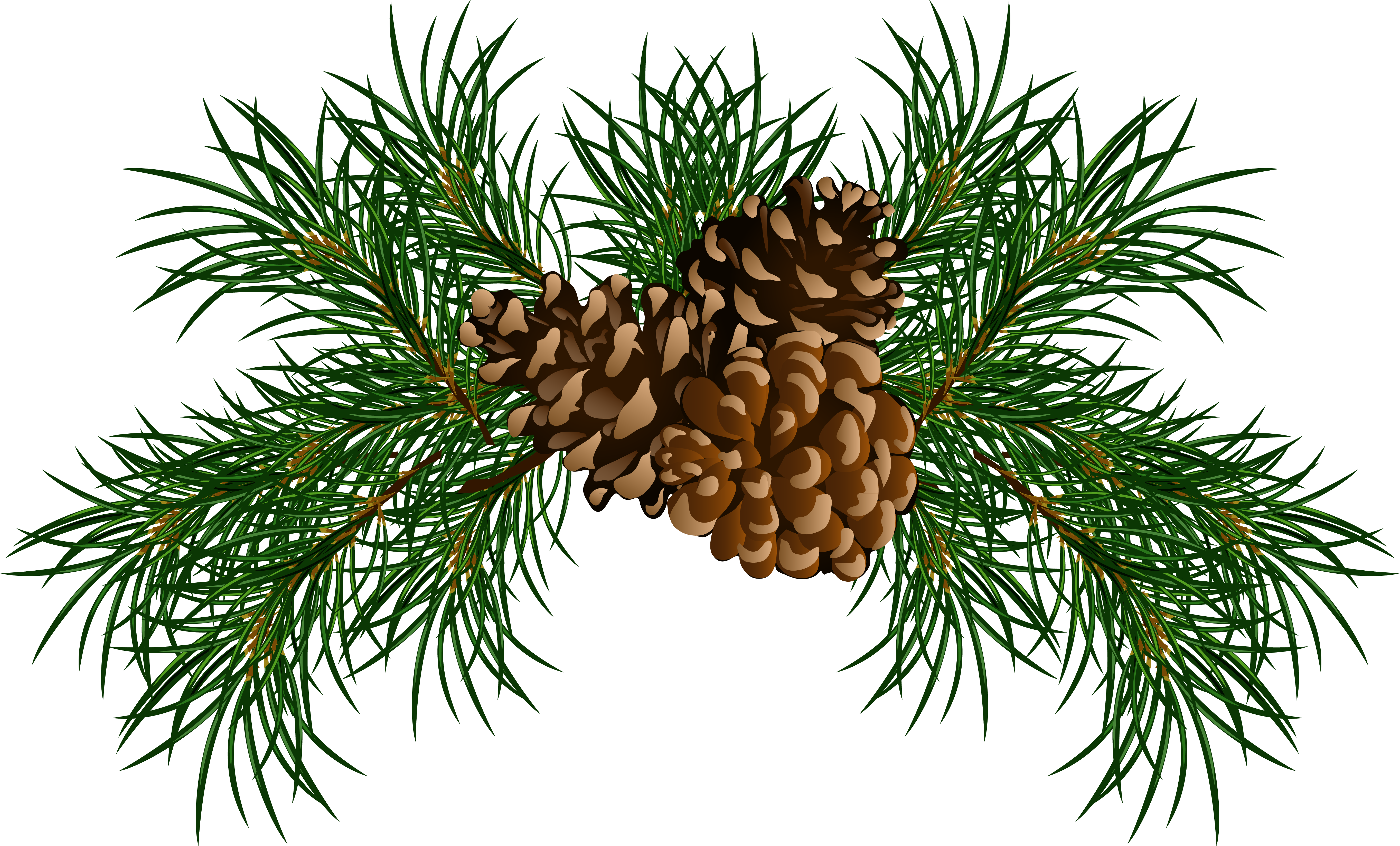 Pine Boughs Pine Cones Clipart