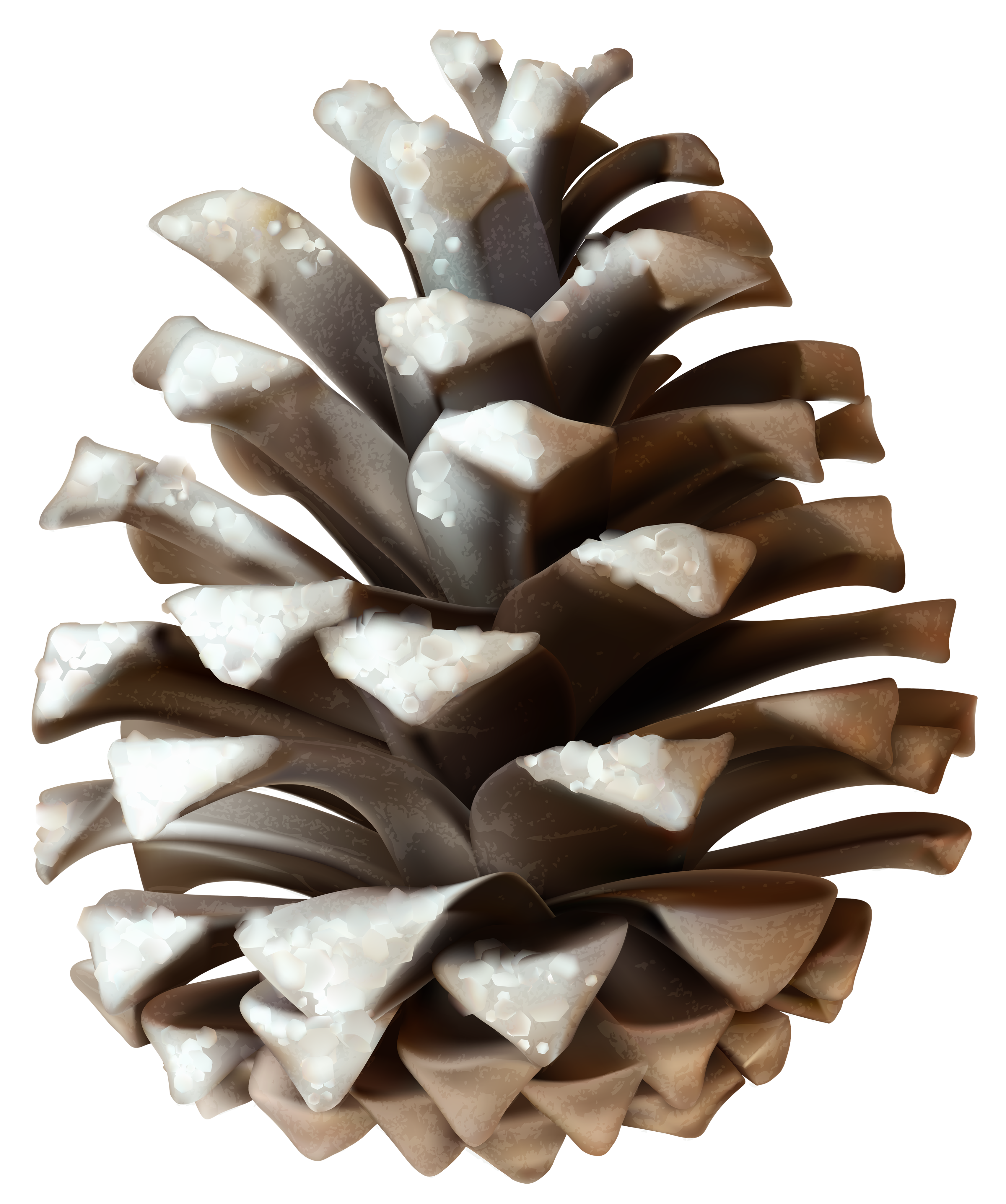 Winter Pinecone PNG Clip Art Image
