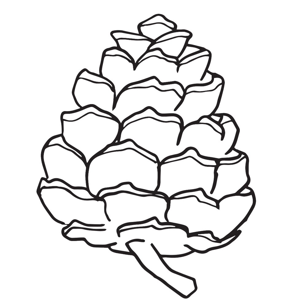 Pine Cone Clipart  Worksheets