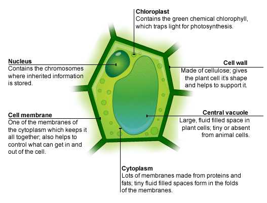 parts of a plant cell - Clip Art Library
