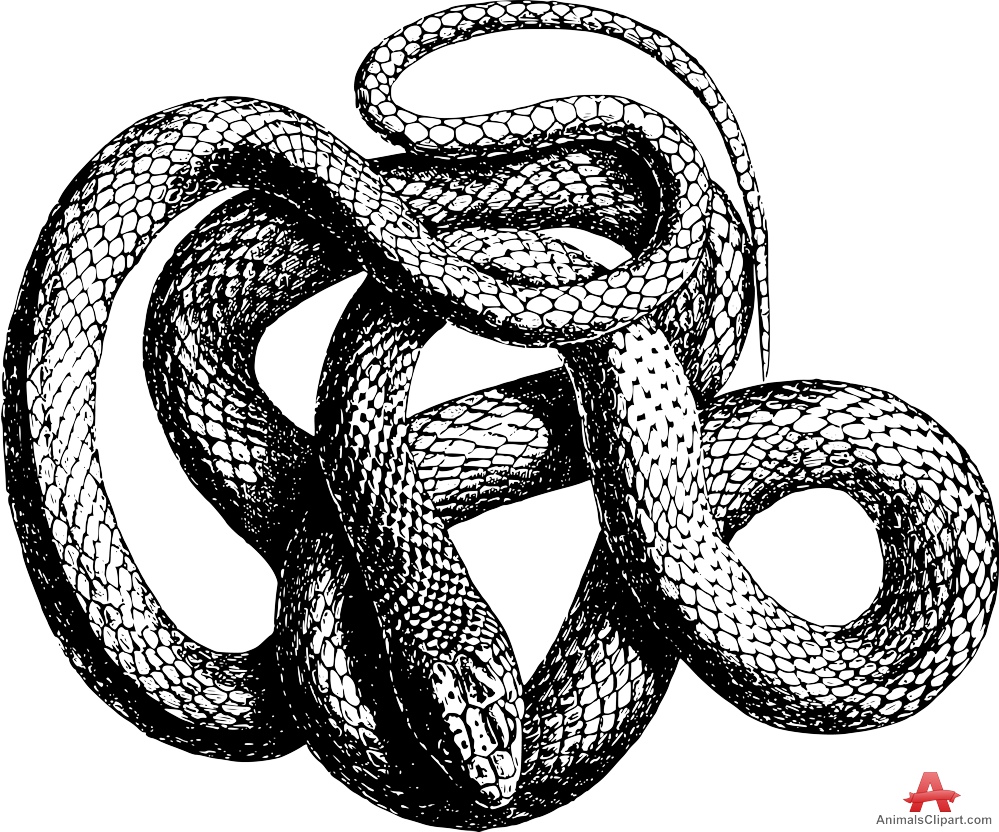 Snakes Animals Clipart Gallery