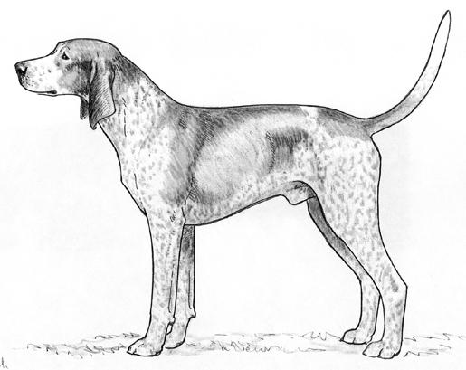 Free coloring pages of coon dog