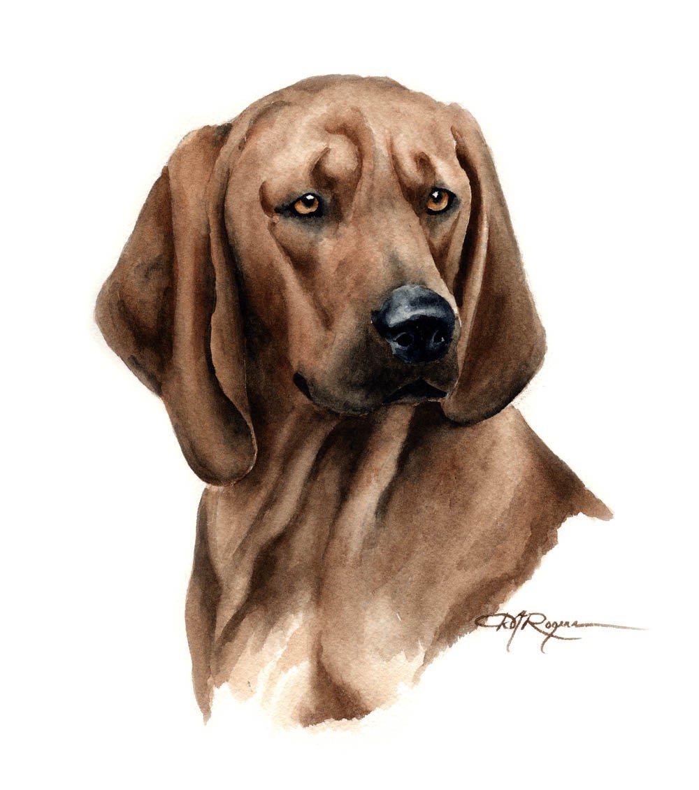 Popular items for redbone coonhound