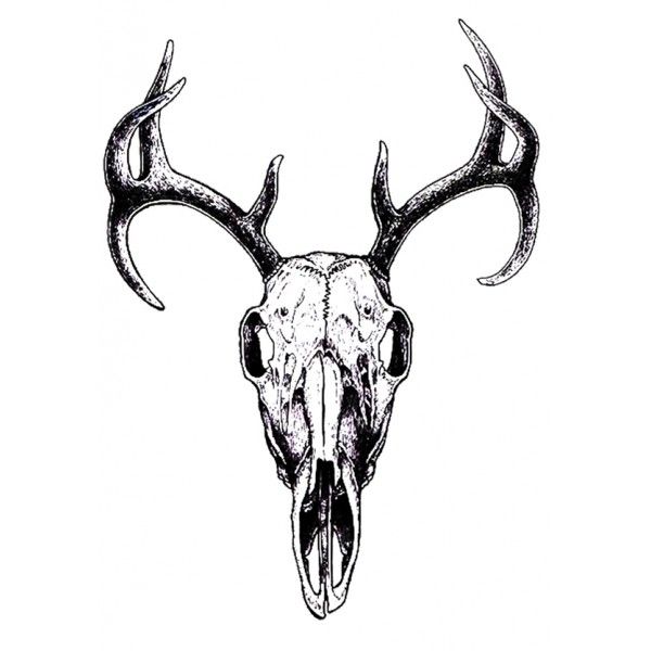 Deer Skull Drawing