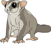 Free Marsupial Clipart Pictures