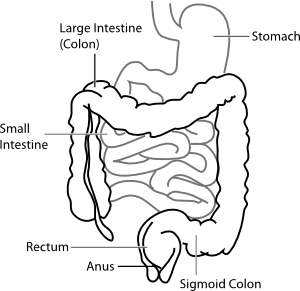 Intestine Diagram Clip Art at Clker