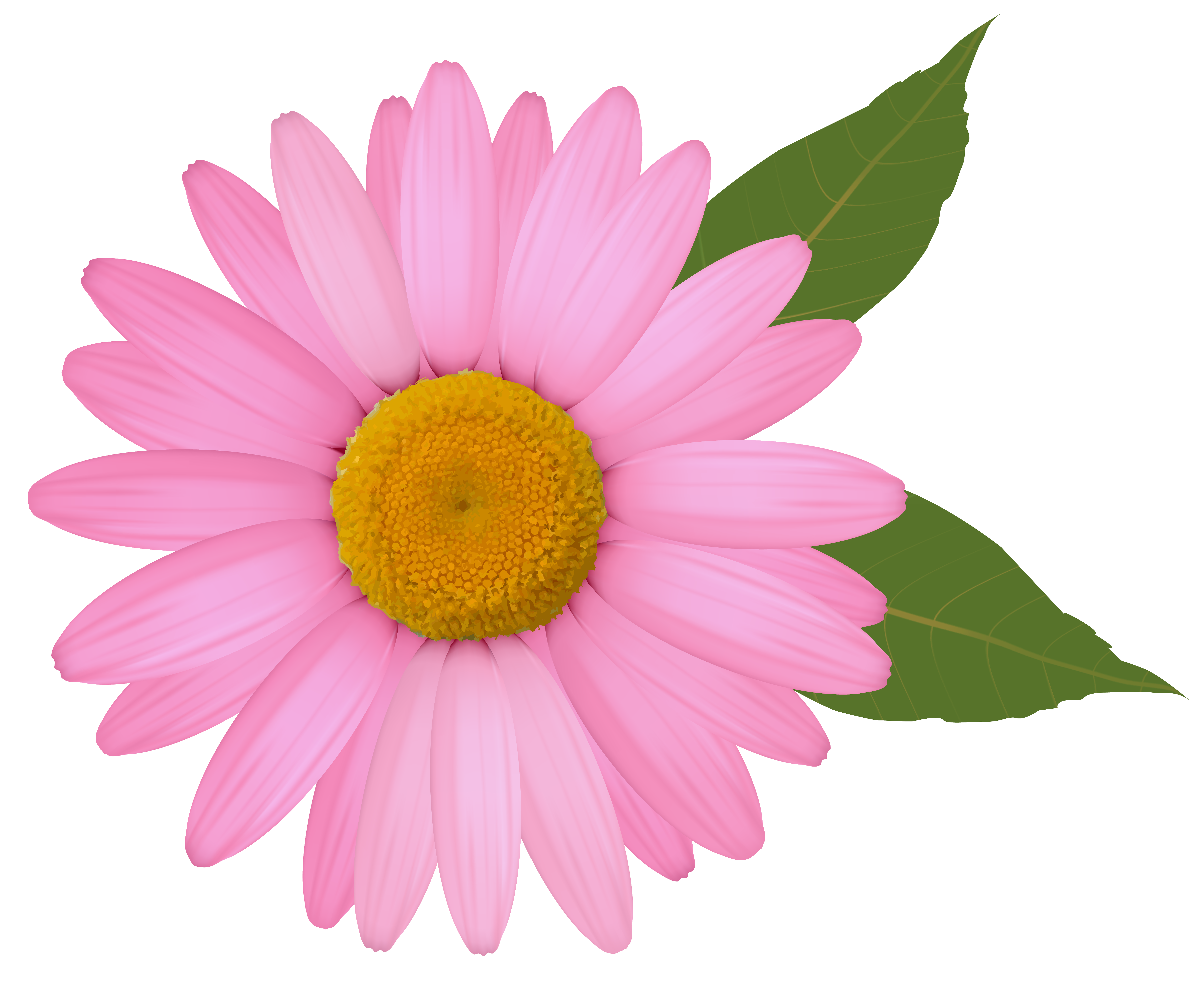 Pink Daisy PNG Clipart Image