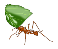 Ant Colony Vector
