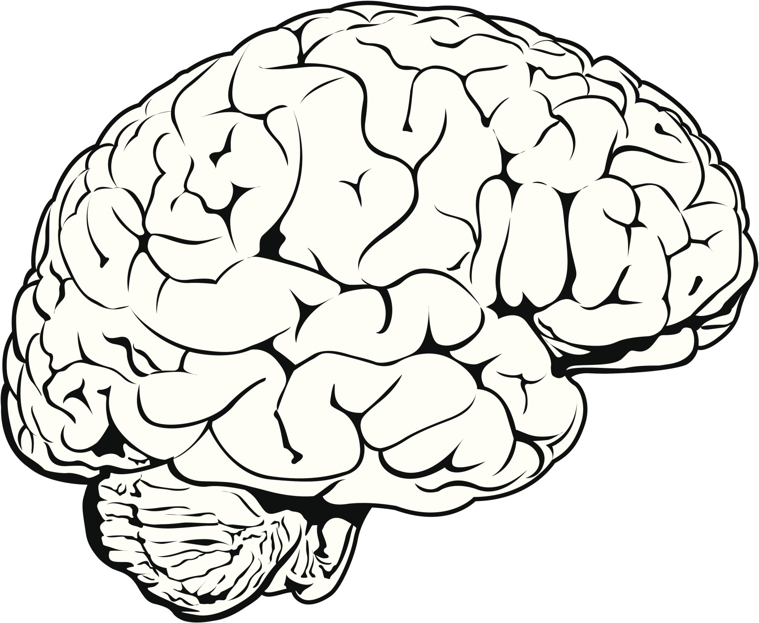 Human Brain Drawing Easy Clip Art Library | Images and Photos finder